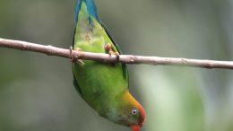 Sri Lanka Hanging Parrot