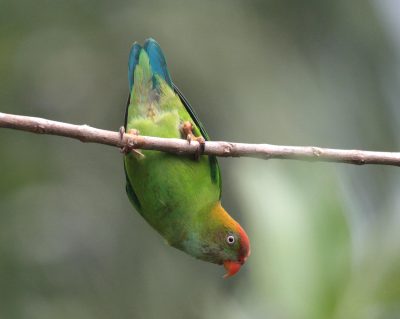 Darwin’s Unanswered Question: Unraveling the Secrets of Species Abundance