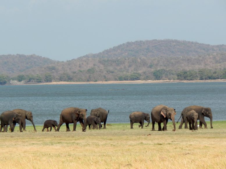 Sri Lanka Minneriya Reservoir Asian Elephant