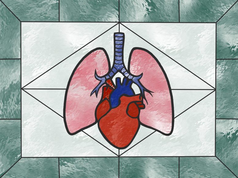 Stained Glass of Heart and Lungs Illustration