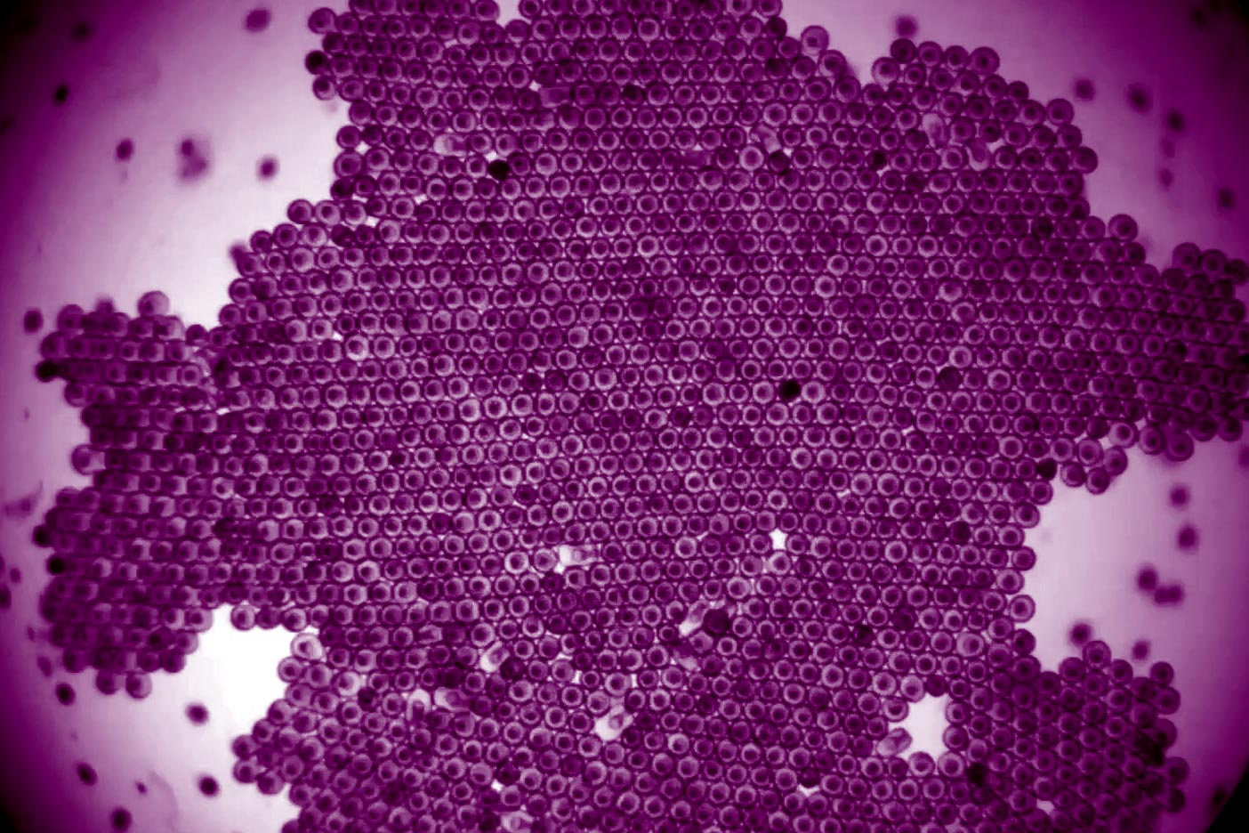 Starfish Embryos Swim in Formation