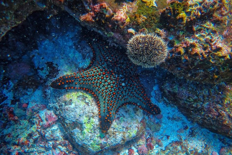 Starfish Underwater