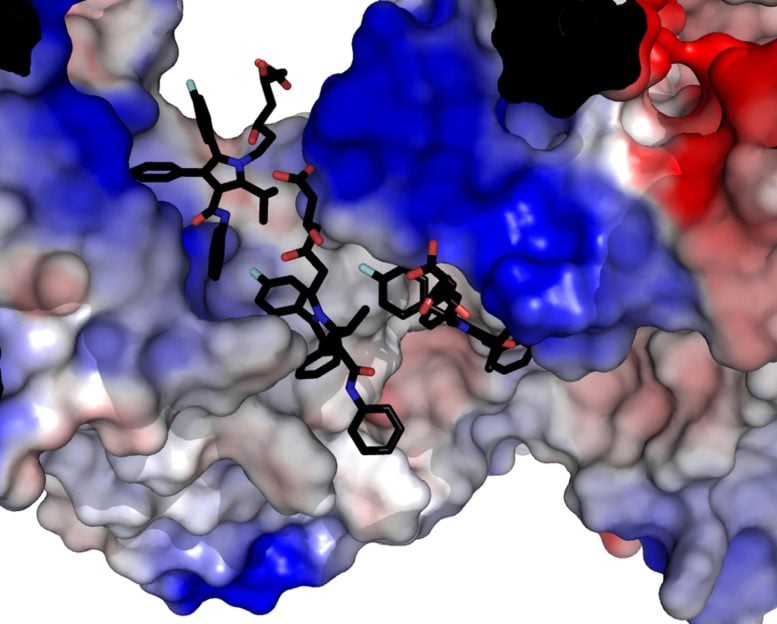 Statins Binding to Muscle Protein