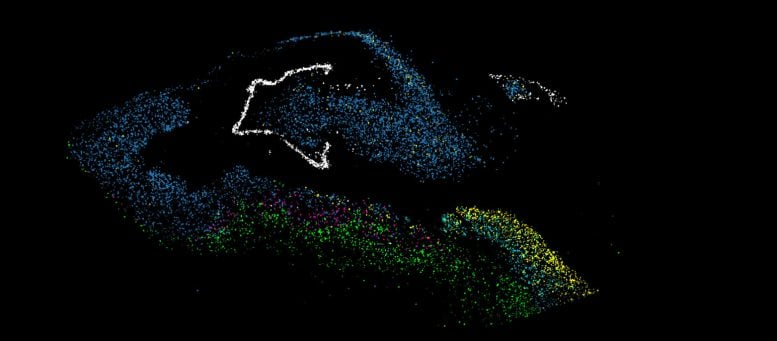 Stem Cell Distribution in Eye Tissue