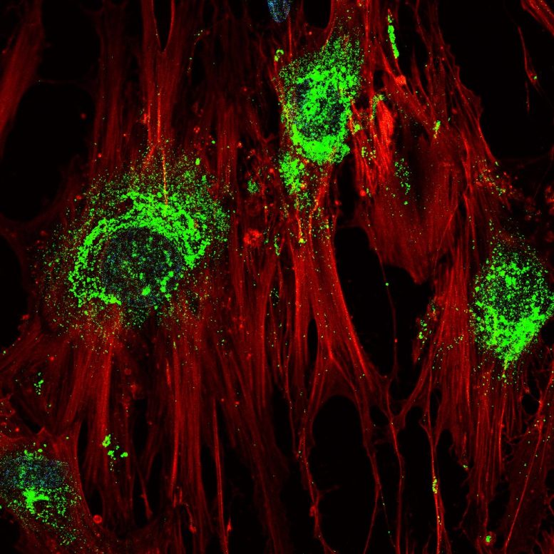 Stem Cells Turning Into Bone Cells Magnified