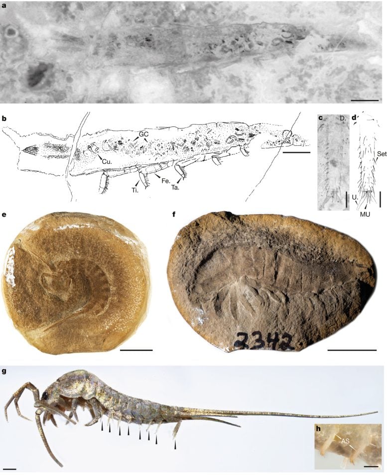 Stem Insects and Extant Apterygote Insects