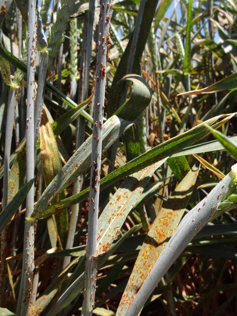Stem Rust Infected Wheat