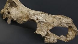 Stephanorhinus Skull from Dmanisi