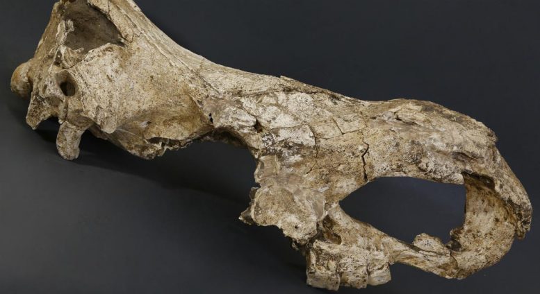 Stephanorhinus Skull from Dmanisi