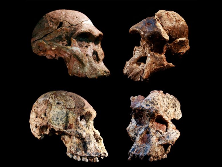 Sterkfontein Skulls