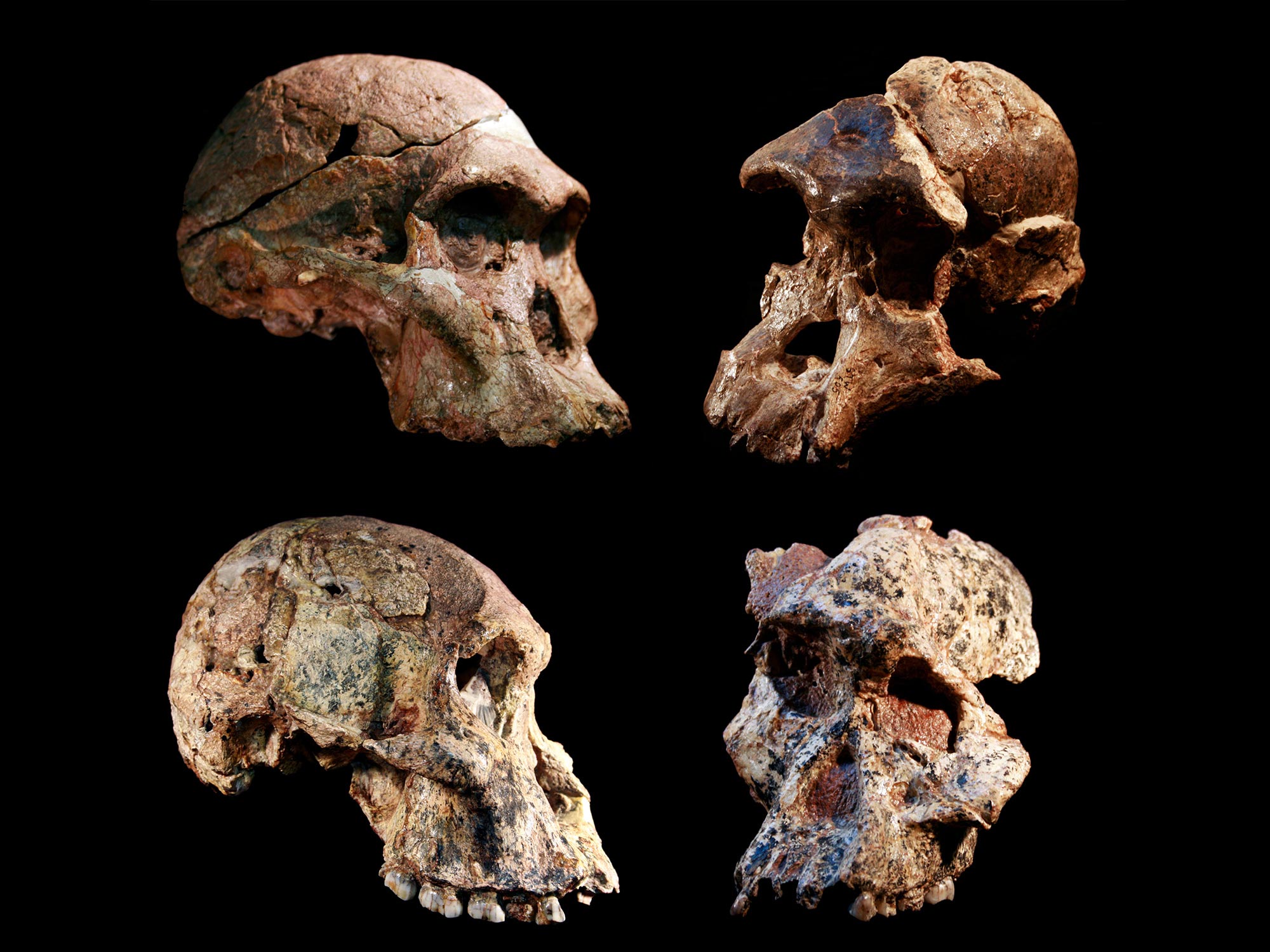 Human Ancestor Fossils in the “Cradle of Humankind” May Be More Than a  Million Years Older Than Thought