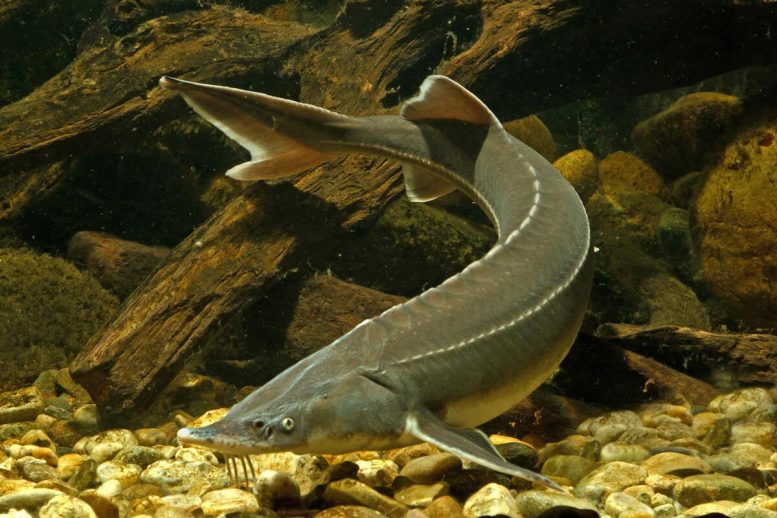 Sterlet (Acipenser ruthenus) Fish