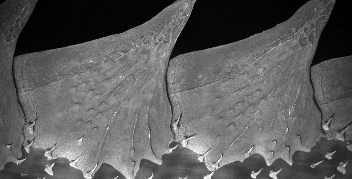 Comment les poissons ont développé leurs écailles osseuses protectrices
