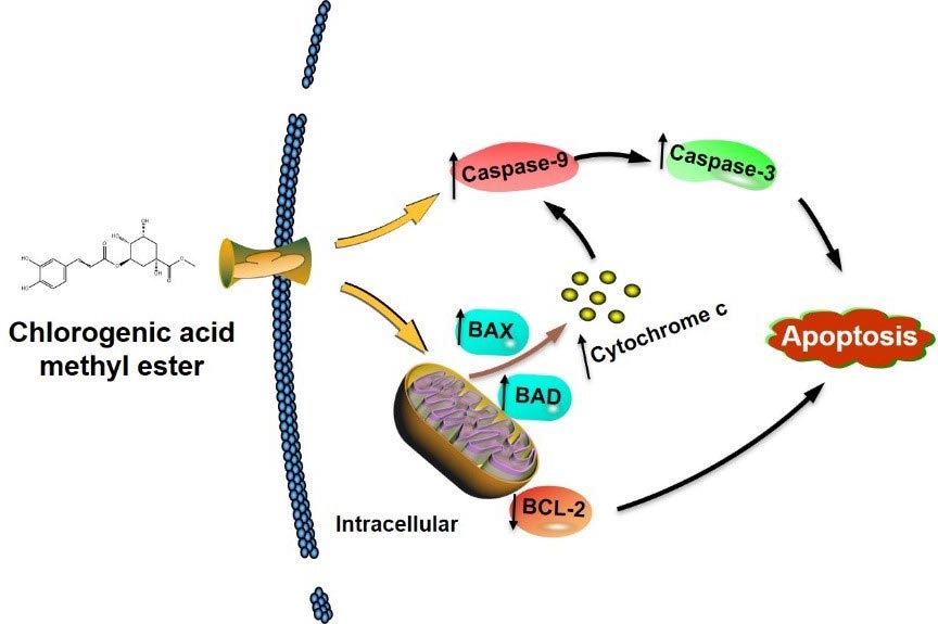 Stevia Leaf Extract Anticancer Treatment