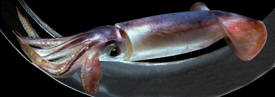 Sthenoteuthis-pteropus