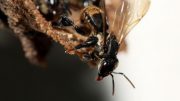Stingless Bee Interacts with Fungus