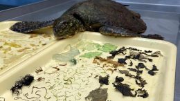 Stomach Contents of a Green Sea Turtle