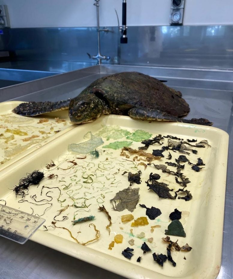 Stomach Contents of a Green Sea Turtle