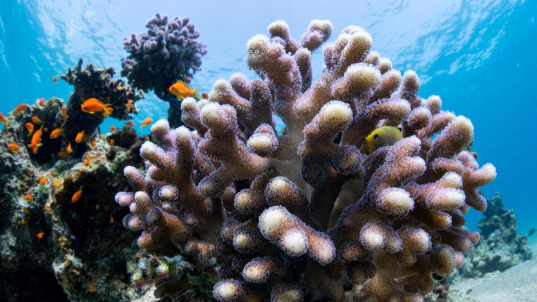 Region of “Super Corals” Discovered Thriving in Extremely High Levels ...