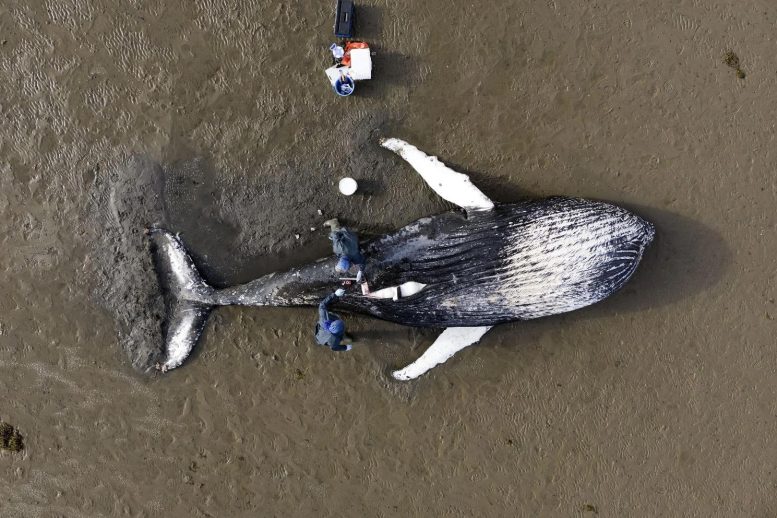 Stranded Humpback Whale Necropsy