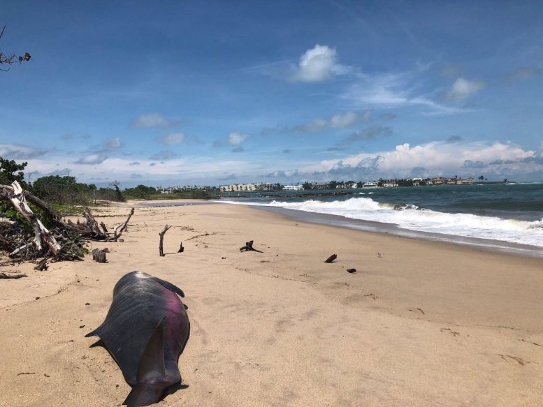 Stranded Pygmy Sperm Whale