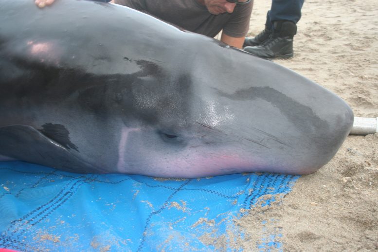 Stranded Pygmy Sperm Whale Closeup