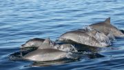 Strategic Dolphin Networking
