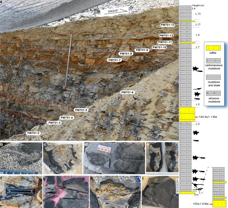 Journal stratigraphique et assemblage de fossiles de vertébrés découverts dans la faune Zhenghe du Jurassique supérieur