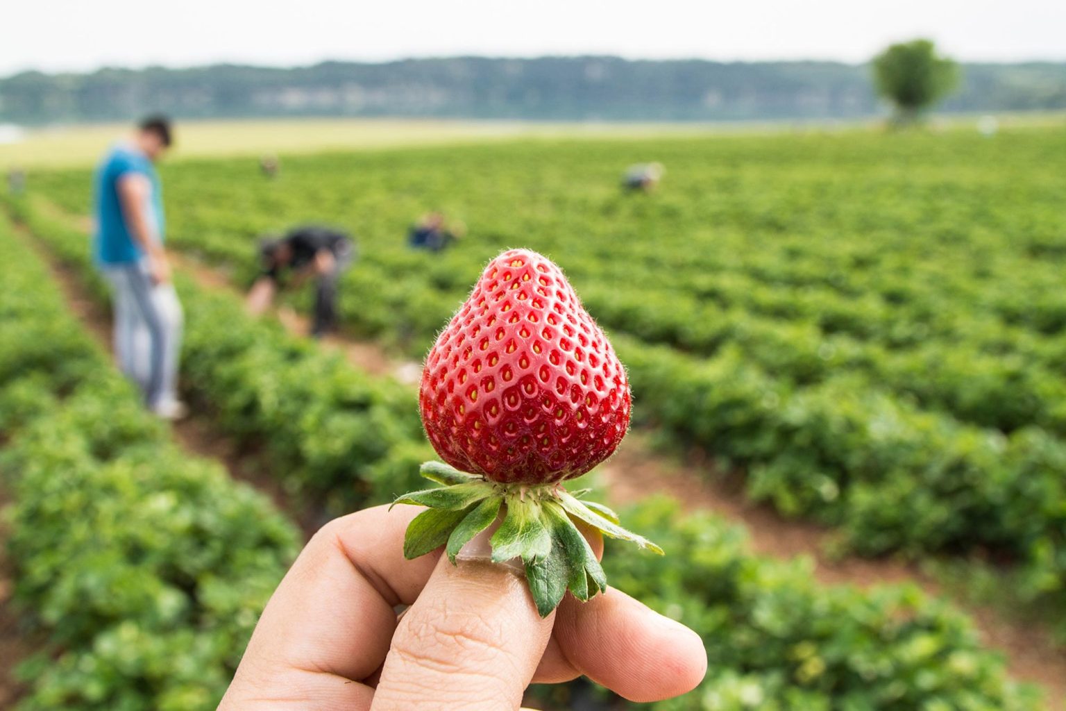 Bitter Harvest: The Dirty Little Secret of Strawberry Fields