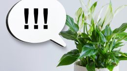 Stressed Plants Emit Sounds