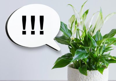 Hidden Plant SOS: Scientists Record Ultrasonic Distress Calls From