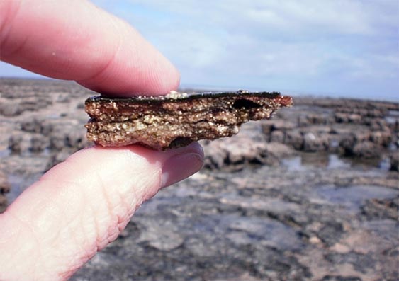 Stromatolite Shard