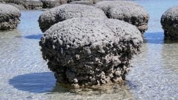 Stromatolites at Shark Bay