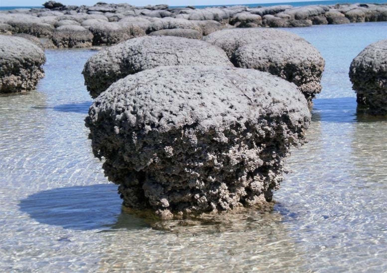 Stromatolites at Shark Bay