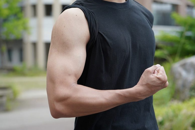 Strong Aging Muscles