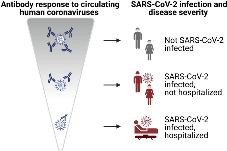 Сильный ответ антител против безвредных коронавирусов