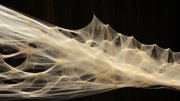 Strong Spider Silk Concept Art