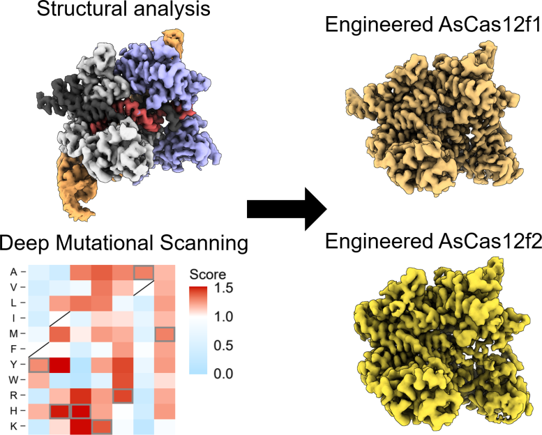 Structural Analysis and Deep Mutational Scanning (DMS) of AsCas12f