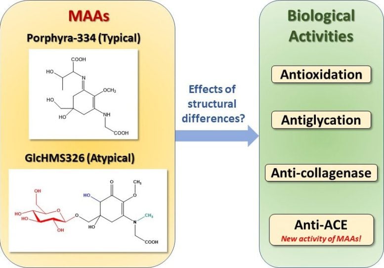 Differenze strutturali negli MAA e il loro impatto sulle attività biologiche