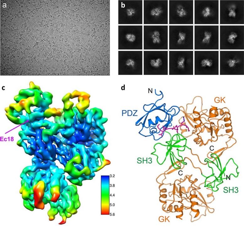 Deciphering the Structure of the COVID-19 Virus E Protein Bound to Human PALS1