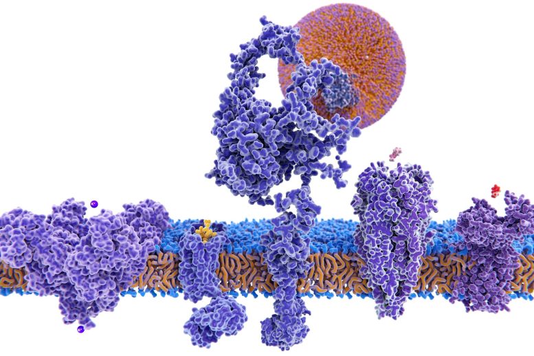 Structure Variety of Membrane Proteins