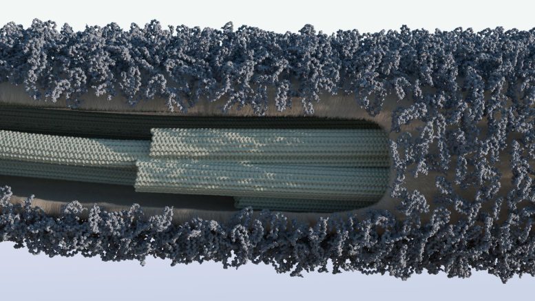 Structure of a Cilium