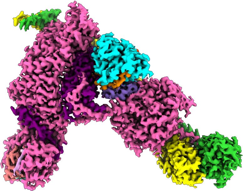 Structure of the Autophagy Promoting Complex