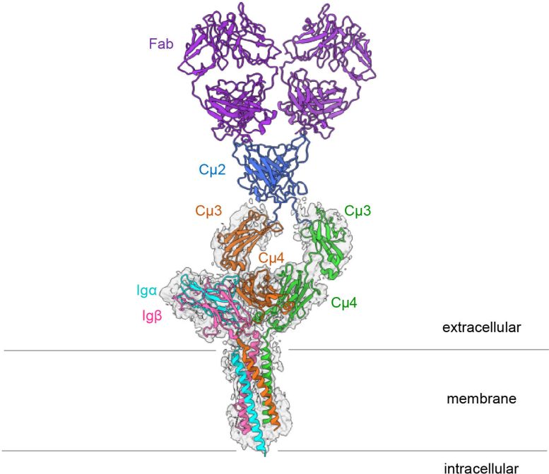 Structure of the IgM B Cell Receptor