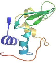 Structure of the protein lysozyme