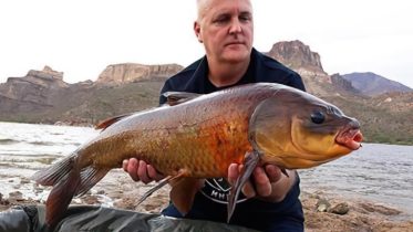 Stuart Black Buffalofish