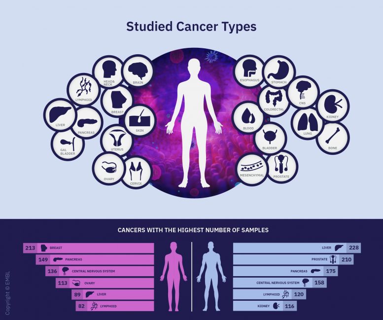 Studied Cancer Types Infographic