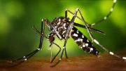 Study Finds Antibody That ‘Neutralizes’ Zika Virus