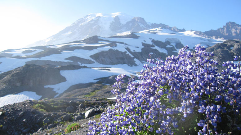 Study Reveals How Climate Change May Wildflower Communities