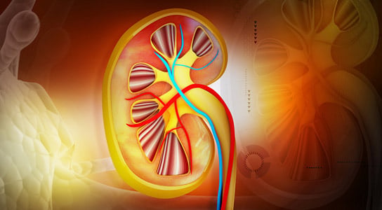 Study Reveals Injured Kidneys Can be Used for Transplants
